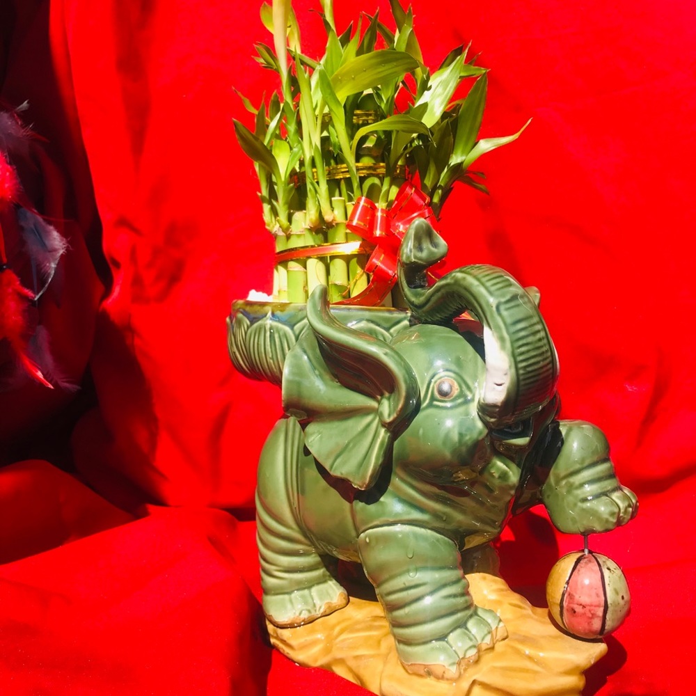 Lucky bamboo